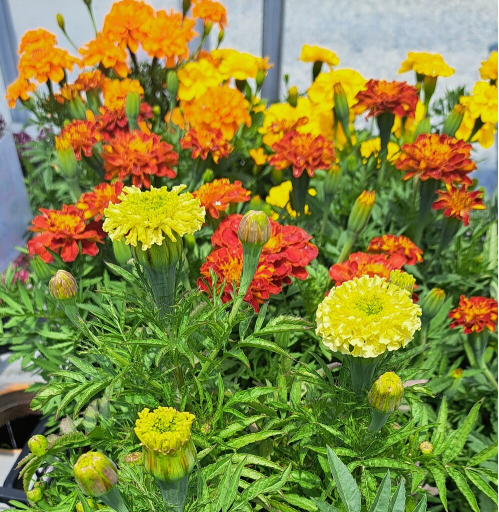 産直　花やか🌼🥬営業中❣