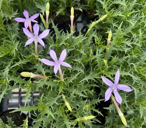 ✾ 産直花やか通信 ✾