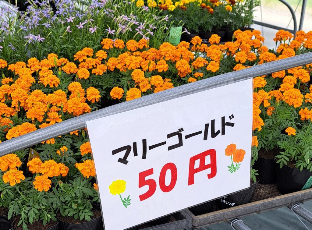 sale🌼産直🌼sale