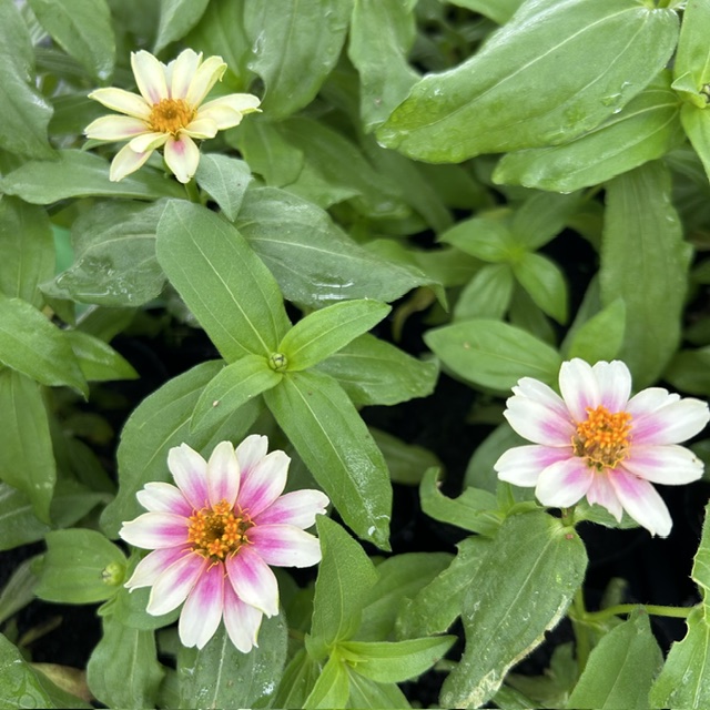 🌻「産直 花やか」 営業期間延長のお知らせ 🌻